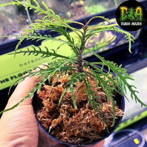 Foto Produk Tanaman Vivarium Ardisia Bones sp Borneo dari Dunia Anura