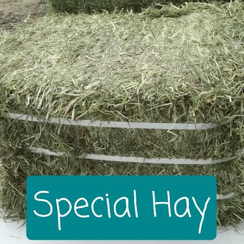 Foto Produk Repack Special Hay - Timothy Hay 1 lb dari Fit-bunny Feed