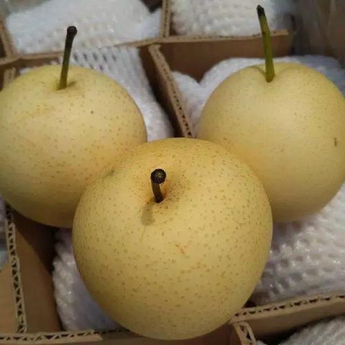 Jual Buah Pir Madu Import 1kg Fresh Kab Bogor Yoza Fruith Tokopedia