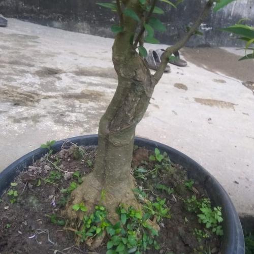 Jual Bonsai Anting Putri Batang Besar Akar Keliling M Kab Indragiri Hulu Ruko Afiqah Tokopedia