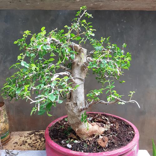 Jual Bonsai Serut Jakarta Selatan Palur Tokopedia