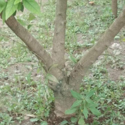 Jual Bonsai Anting Putri Batang Besar 3 Cabang Akar Keliling Kab Indragiri Hulu Ruko Afiqah Tokopedia