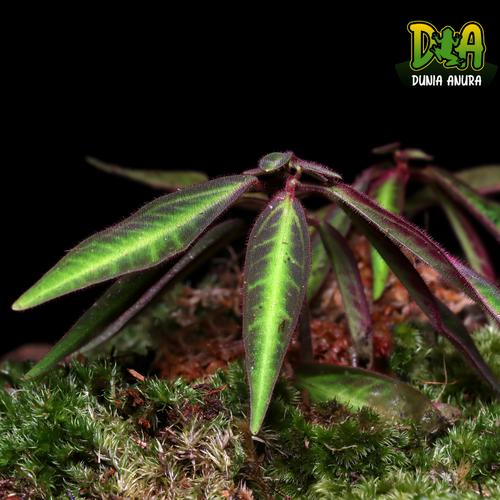 Foto Produk Tanaman Vivarium Sonerila SP kapuas dari Dunia Anura