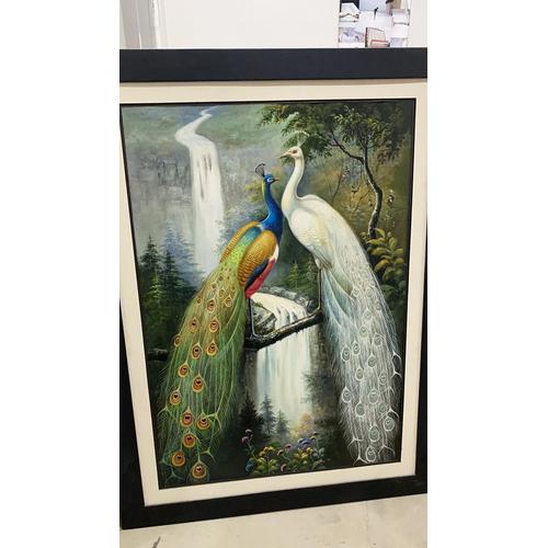 9000 Gambar Burung Merak Yang Cantik HD Terbaru