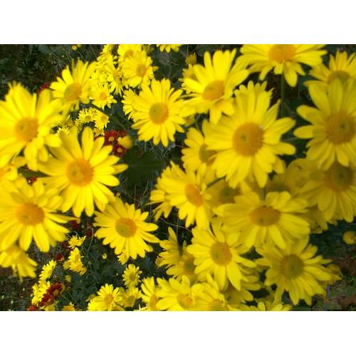 Foto Produk Tanaman Hias Krisan Berbunga Cantik Murah - Aster Kuning dari bibit buah kemarin sore