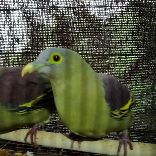 Jual Burung Punai Pengantin Sepasang Kab Kediri Ayam Hutan Kediri Tokopedia