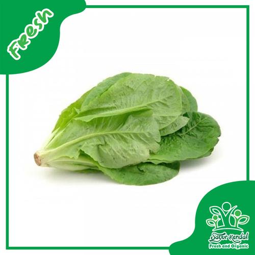 Gambar Fresh Selada Romain Segar Organik - Sayur Kendal - 250gr dari Sayur Kendal - Menteng Jakarta Pusat Tokopedia