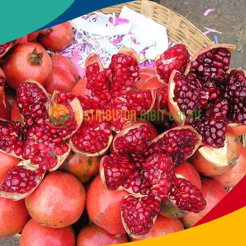 Foto Produk Bibit buah delima merah biji lunak red ruby pomegranate spanyol dari Distributor Bibit Online