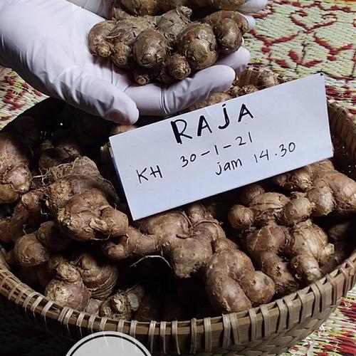 Jual Rimpang Kunyit Hitam (kaempferia Parviflora) 100gr - 1 ons - Kab ...