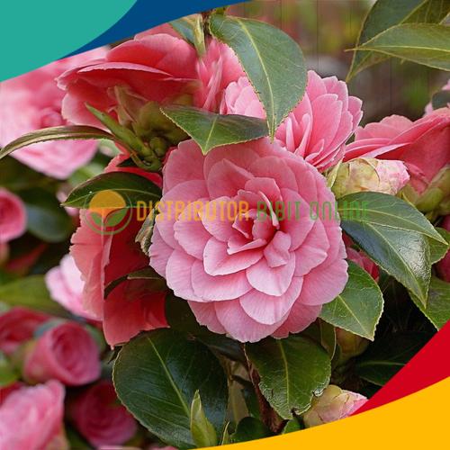 Foto Produk Bibit bunga camelia warna ping dari Distributor Bibit Online