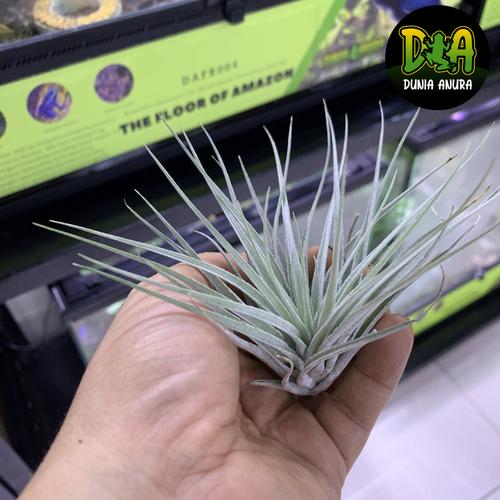 Foto Produk Tanaman Vivarium Tillandsia - Air plant - Cotton Candy dari Dunia Anura