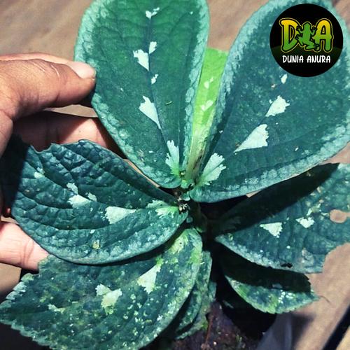 Foto Produk Tanaman Vivarium Sonerila White Spot dari Dunia Anura