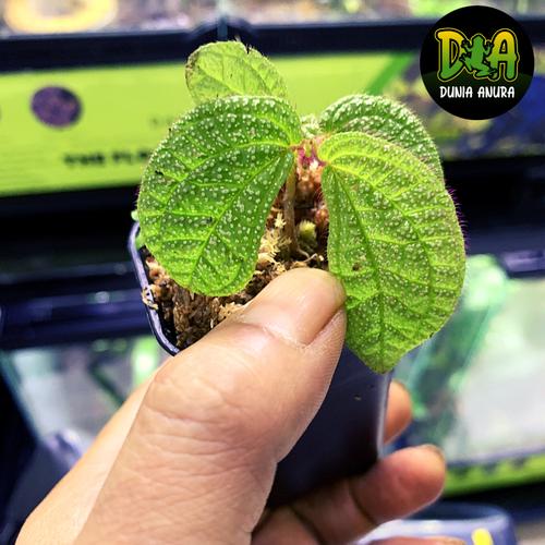 Foto Produk Tanaman Vivarium Sonerila Green WhiteSpot dari Dunia Anura