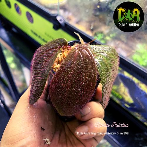 Foto Produk Tanaman Vivarium Sonerila sp Borneo - Pink Fur dari Dunia Anura