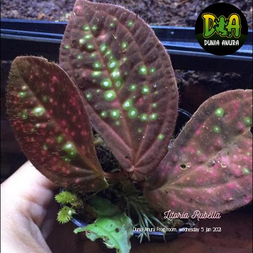 Foto Produk Tanaman Vivarium Sonerila Green Polkadot dari Dunia Anura