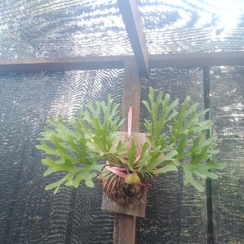 Jual Platycerium Ridleyi Kab Sekadau Tanamanhias58 Tokopedia