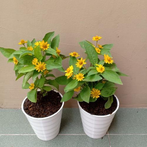 Jual Tanaman Hias Matahari Mini Bunga Matahari Bibit Matahari Plus Pot Kota Depok Sinyo Florise Tokopedia