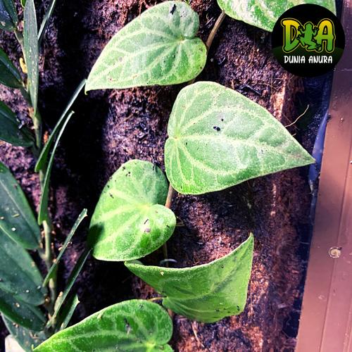 Foto Produk Tanaman Vivarium Piper Sp Sumatera dari Dunia Anura
