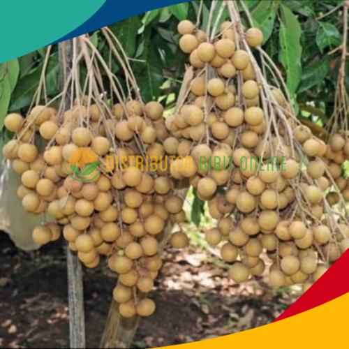 Foto Produk Bibit kelengkeng new kristal dari Distributor Bibit Online