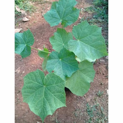 Jual tanaman jarak pagar - Kota Bekasi - Kebun Mart | Tokopedia