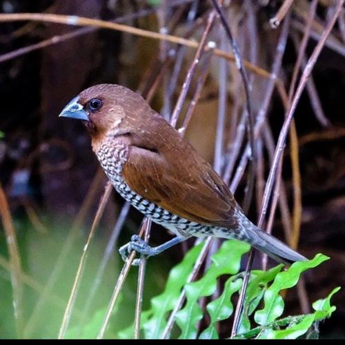 780 Koleksi Gambar Burung Emprit HD Terbaru