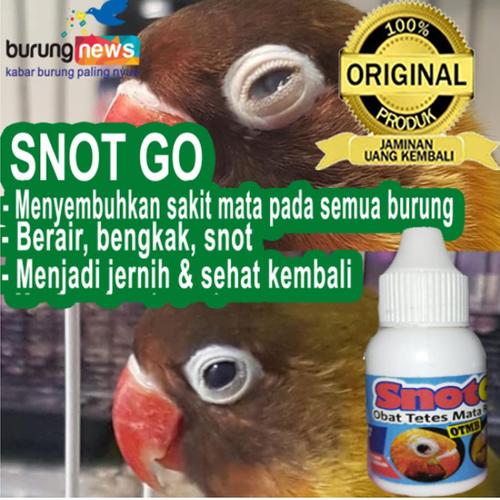 99 Gambar Semua Jenis Unggas Gratis