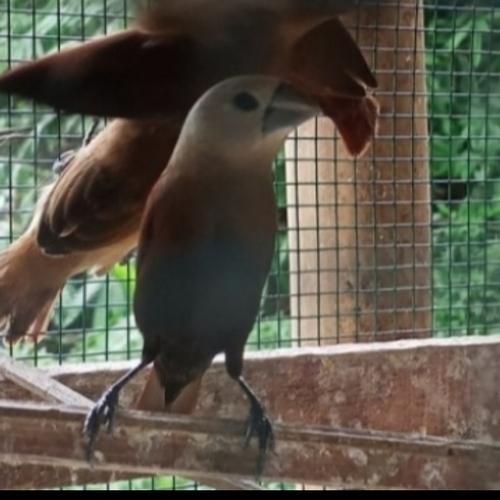 780 Koleksi Gambar Burung Emprit HD Terbaru