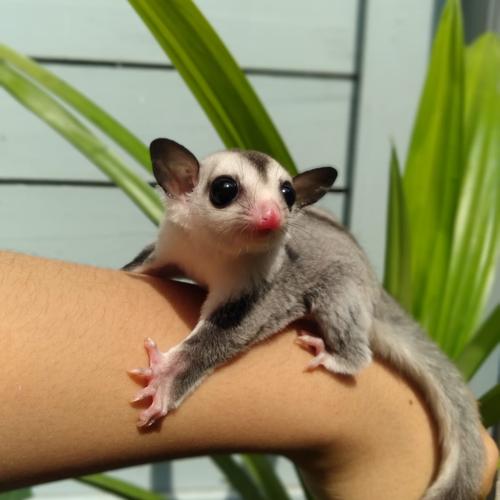 Jual sugar glider white face Kota Bandung M2_Gliders Tokopedia