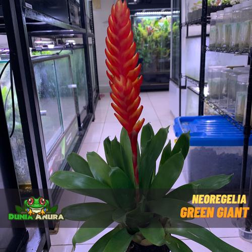 Gambar Tanaman Vivarium Giant Green Bromelia dari Dunia Anura Jakarta Barat Tokopedia