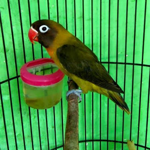 Jual Lovebird Olive - Jakarta Utara - GUDANG LOVEBIRD ANDRE | Tokopedia
