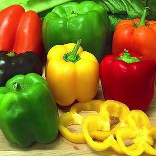 Gambar Benih/Bibit/Seeds Paprika / Bell Pepper Mix Colour Cocok untuk Pemula dari Amefurashi Jakarta Selatan Tokopedia