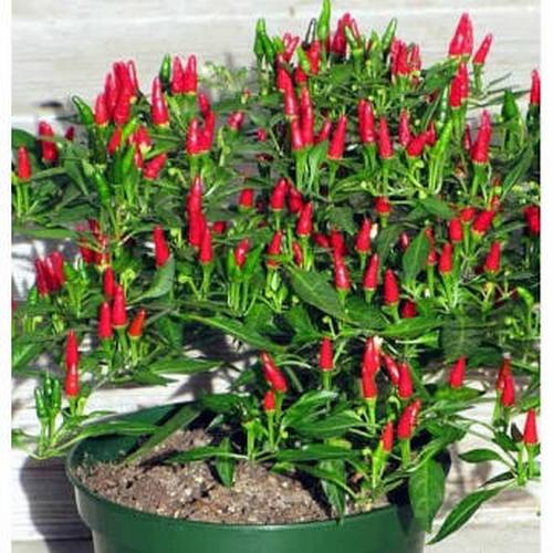 Gambar Bibit / Benih / Seeds Cabe Bara Cabe Rawit Merah Pedas dari Amefurashi Jakarta Selatan Tokopedia