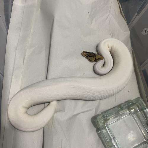 premium photo | female pied spider royal python, ball... Jual ball python pied spider female + ballpython pied female - Kota ...