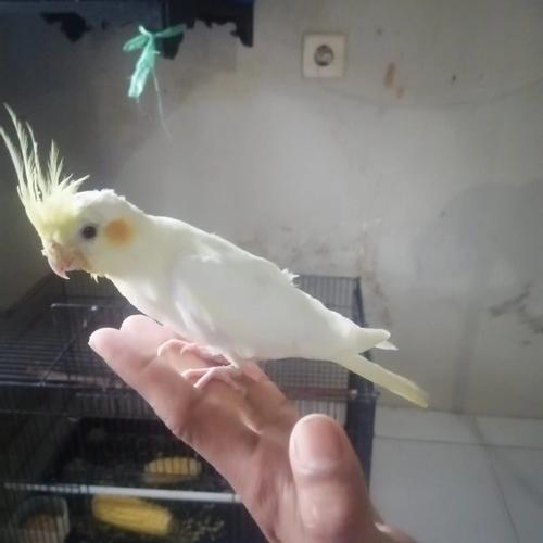 Jual falk australia pikacu lutino mm jantan Kota Bandung