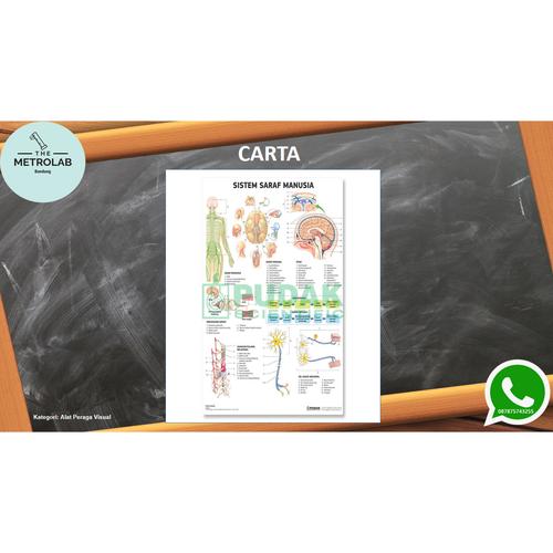 Jual Carta Sistem Saraf Manusia | Carta Biologi| Ukuran 70 x 100 cm
