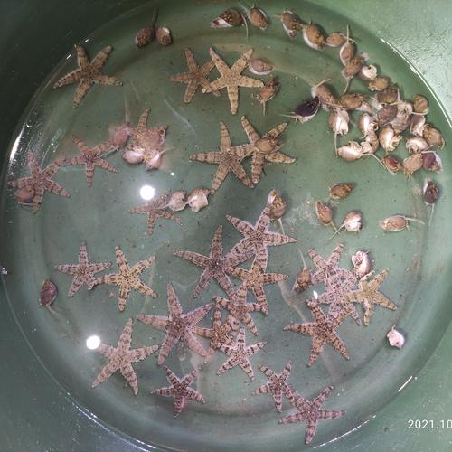 Jual Bintang Laut Pasir / Bintang pasir (cleaning crew) Kota Surabaya