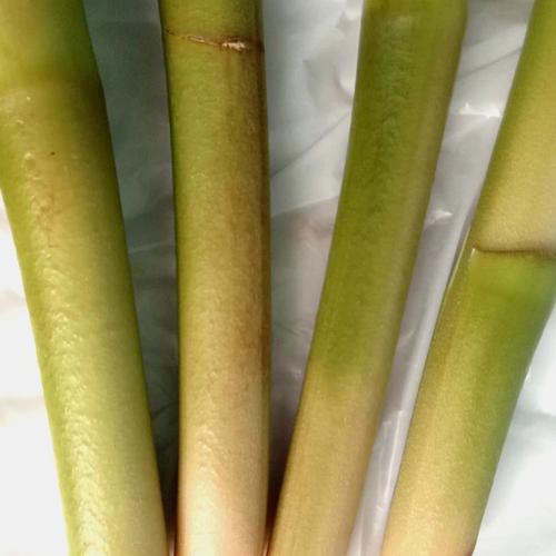 Jual Batang Kecombrang/batang kicung/honje batang bunga rias 250 gram ...