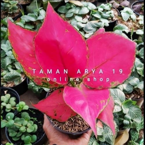 Gambar TANAMAN HIAS AGLONEMA - LIPSTIK dari TAMAN ARYA 19 Kota Tangerang Selatan Tokopedia
