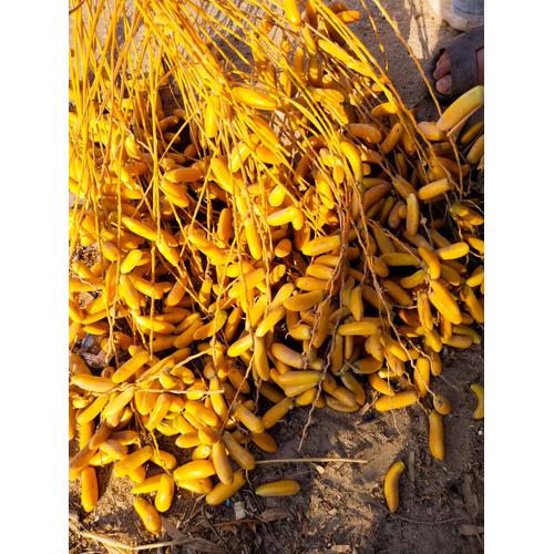 Gambar Kurma Muda Kuning 250 gr dari King Fatih Shop Jakarta Selatan Tokopedia