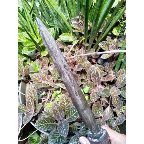 Gambar Tombak Pusaka Kudhup Cempaka Majapahit dari Lingga Kencana Kab. Jember Tokopedia