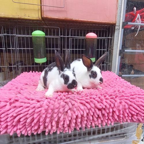 Tips Perawatan Kelinci Mini Rex