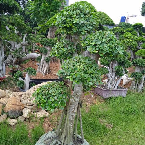 Jual Pohon Bonsai Beringin Dolar Besar // Beringin Korea 2 meter