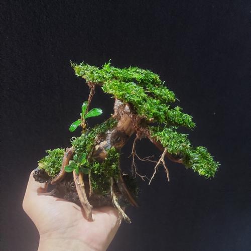 Jual Bonsai aquascape moss murah dan bagus ukuran S moss palsu Kab