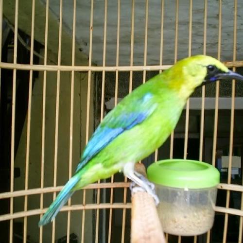 Harga Burung Cucak Rante Jual burung cucak ranting jantan - Jakarta Timur - fariz birdshop | Tokopedia
