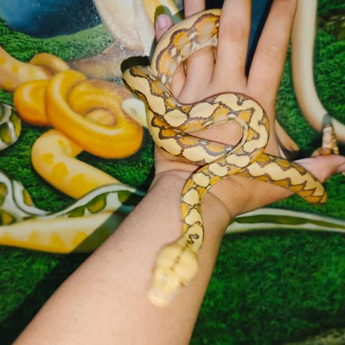 Jual retic albino caramel peliharaan - Kab. Bogor - alsatra | Tokopedia
