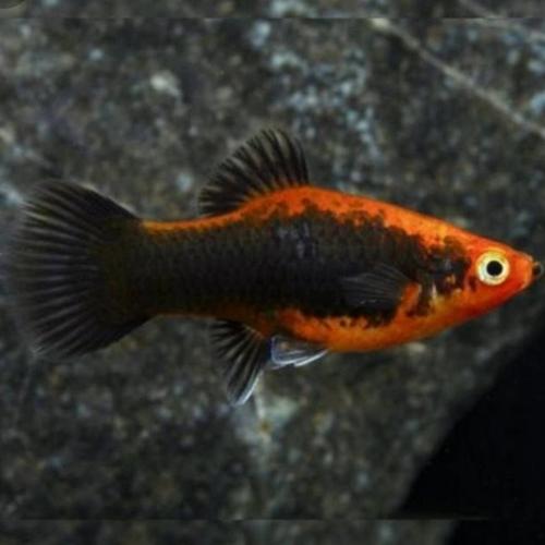 Gambar ikan platy tuxedo dari Galery_LeXa Jakarta Barat Tokopedia