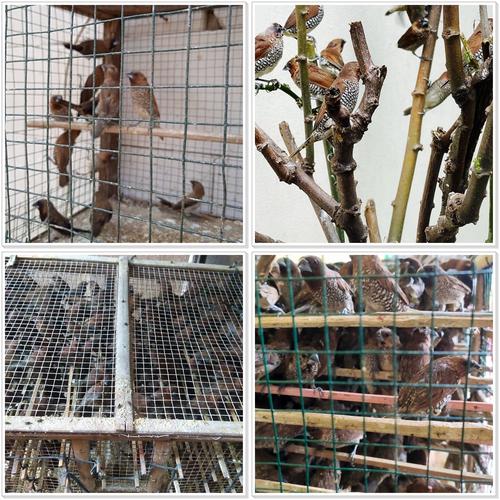 Jual Burung Emprit Surabaya Jual Burung Emprit Surabaya