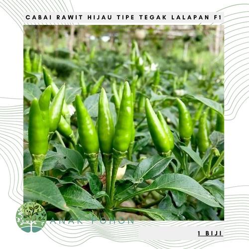 Gambar Benih / Bibit / Biji - Cabai Rawit Hijau Hibrida F1 (Cabai Cigitan) dari Anak Pohon Kab. Sleman Tokopedia