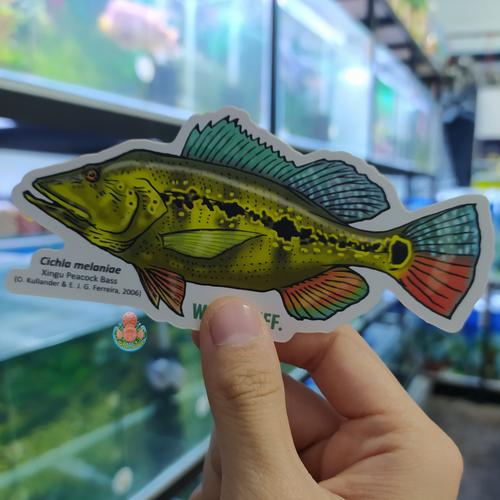Jual Sticker CICHLA MELANIAE PBASS XINGU Wild Stuff - Kota Jambi ...
