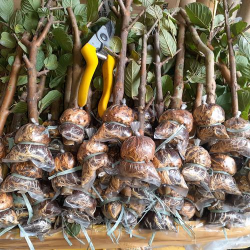 Gambar fresh cangkok/bibit jambu kristal asli taiwan dari Yasmin garden Kota Bogor Tokopedia